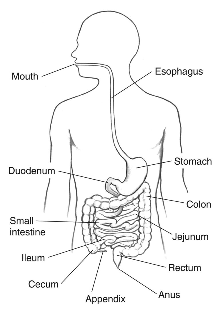 Human Digestive System